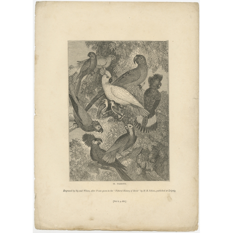 Antique Print of Parrots by Knight (1835)