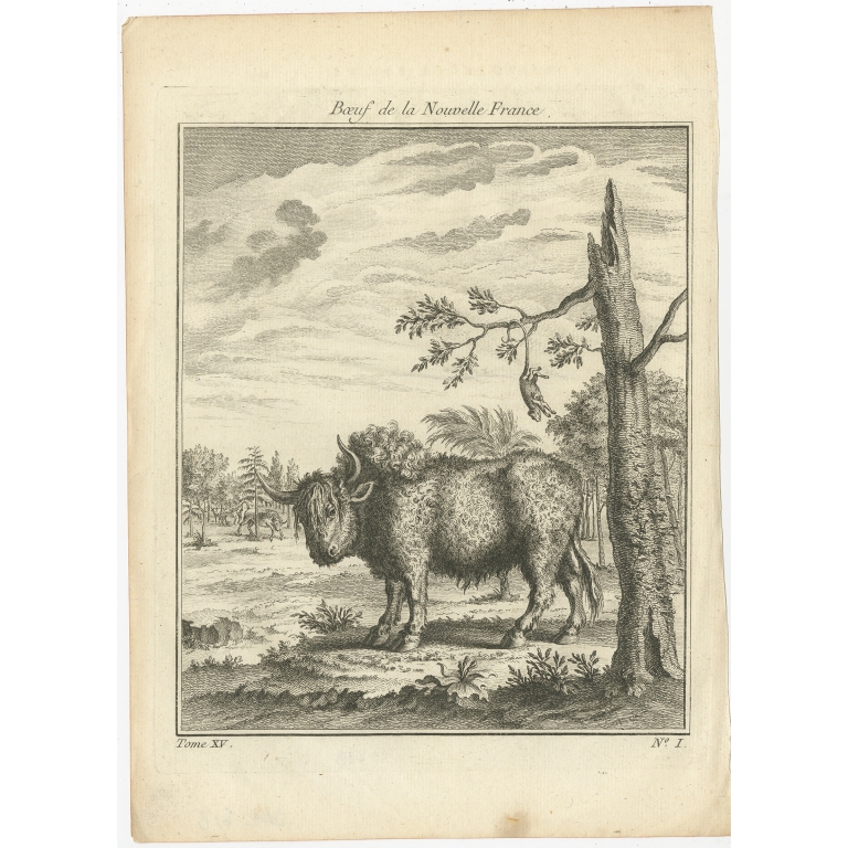 Antique Print of a Bull from New France by Prévost (c.1760)