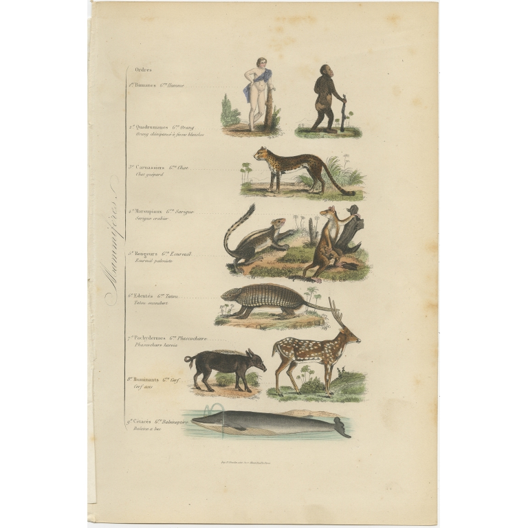 Antique Print of various Mammals by Comte (1854)