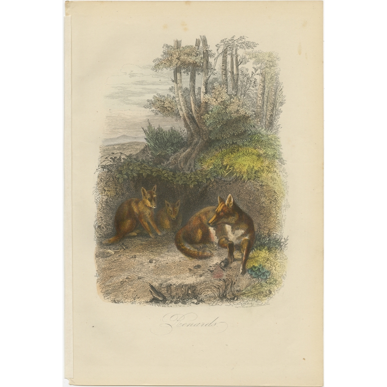 Antique Print of Foxes by Comte (1854)