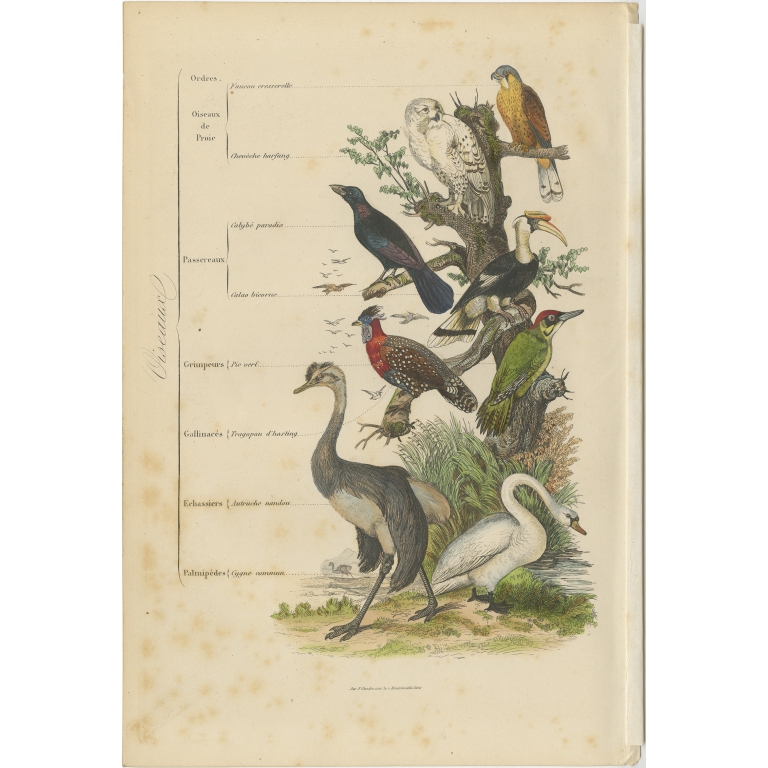 Antique Print of various Birds by Comte (1854)