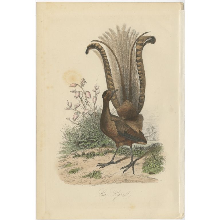Antique Print of a Lyrebird by Comte (1854)