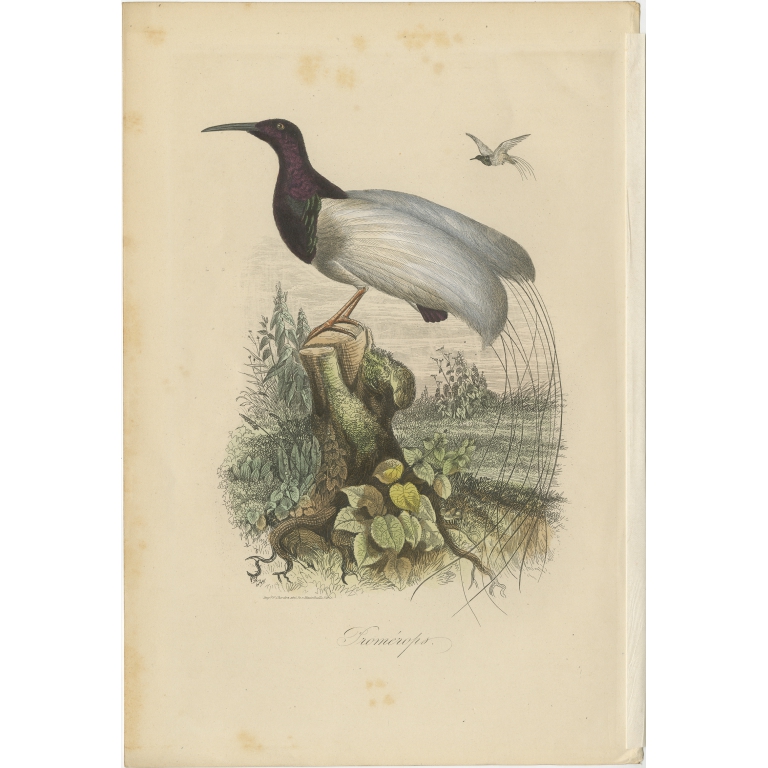 Antique Print of a Sugarbird by Comte (1854)