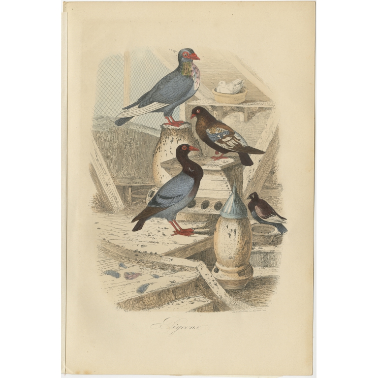 Antique Print of Pigeons by Comte (1854)