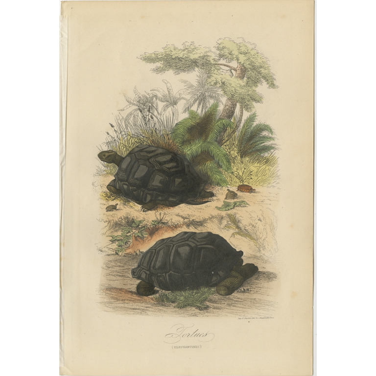 Antique Print of Turtles by Comte (1854)