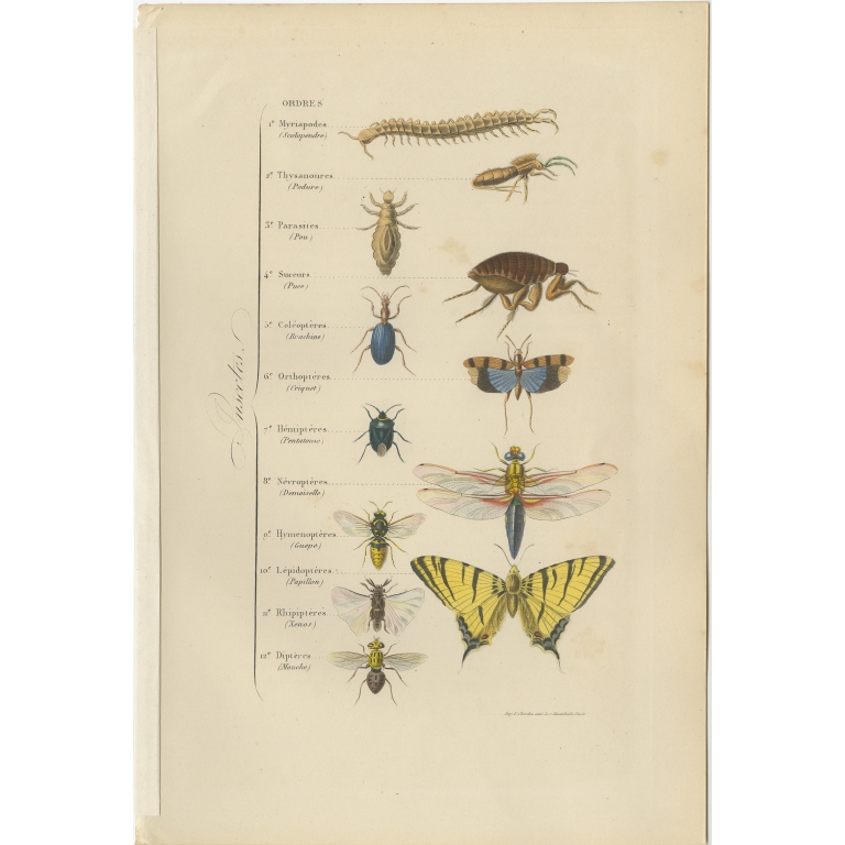 Antique Print of various Insects by Comte (1854)