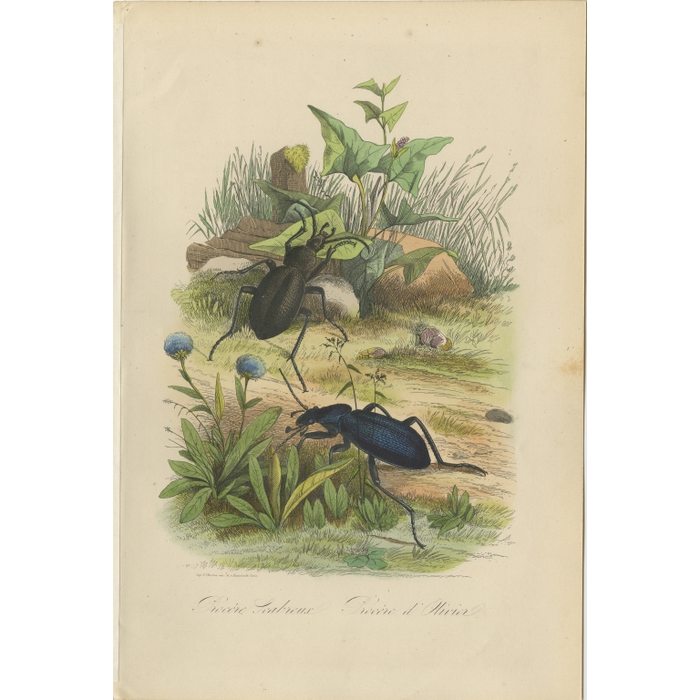 Antique Print of Beetles by Comte (1854)