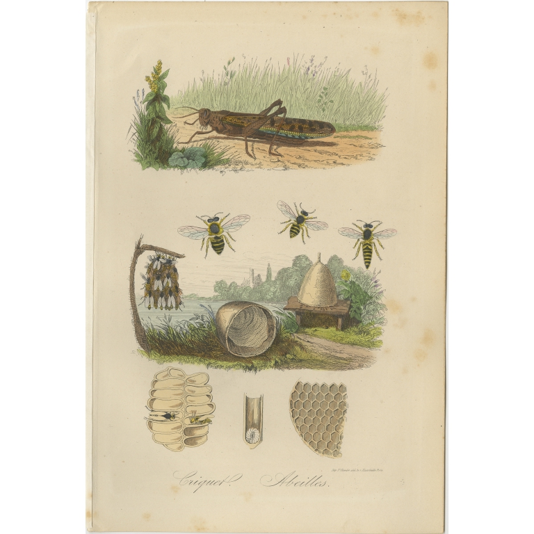 Antique Print of a Grasshopper and Bees by Comte (1854)