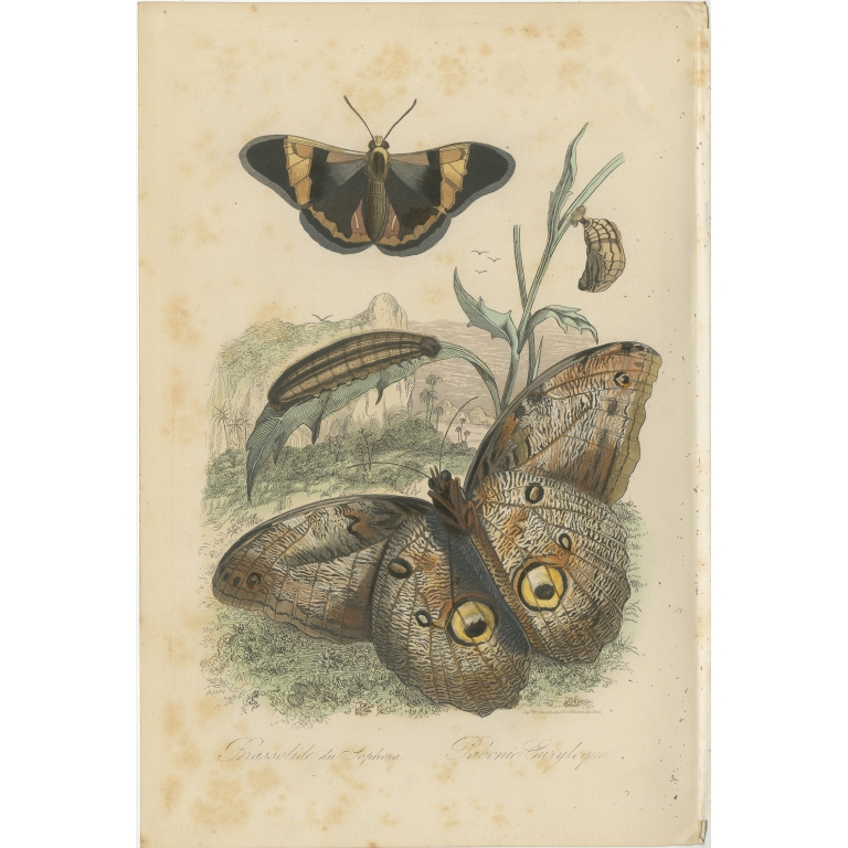 Antique Print of Butterflies by Comte (1854)