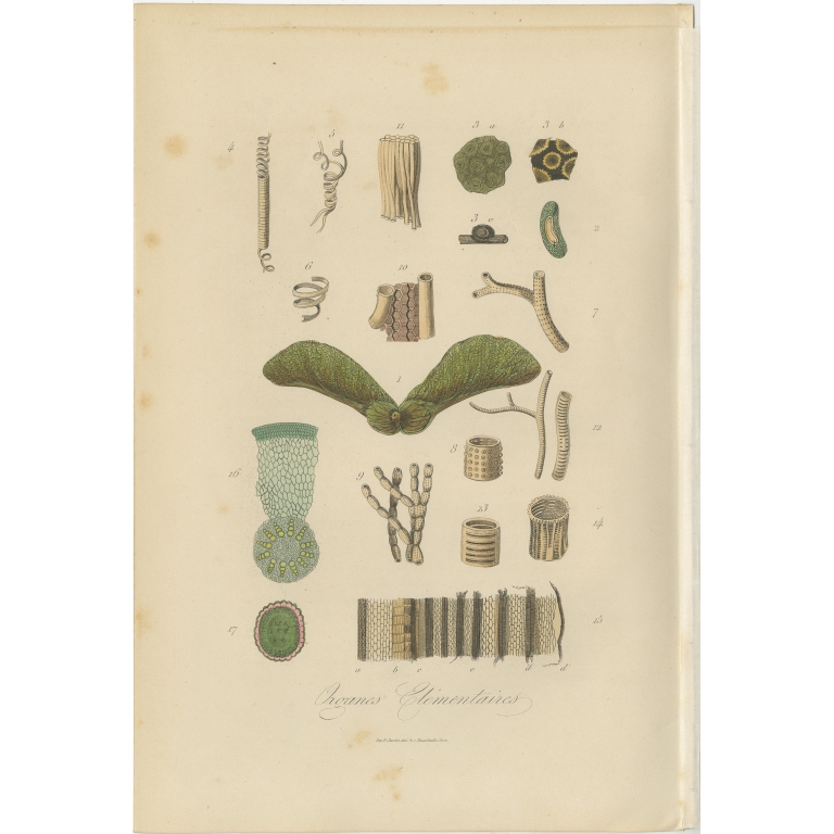Antique Print of various Organisms by Comte (1854)