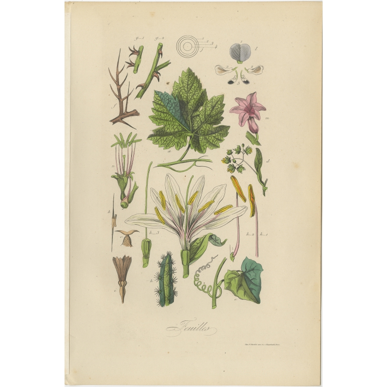 Antique Print of various Leaves by Comte (1854)