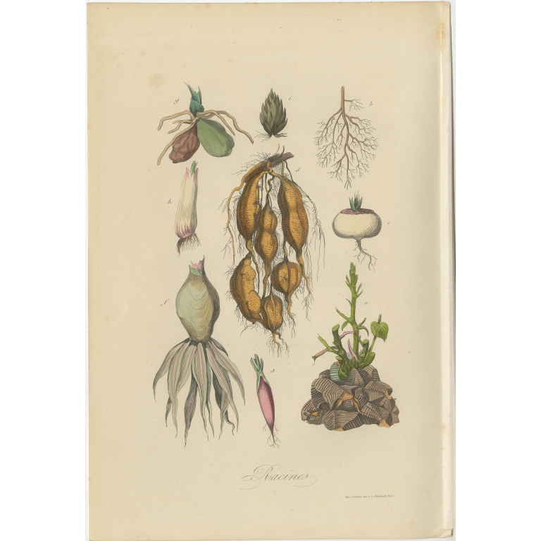 Antique Print of various Roots by Comte (1854)