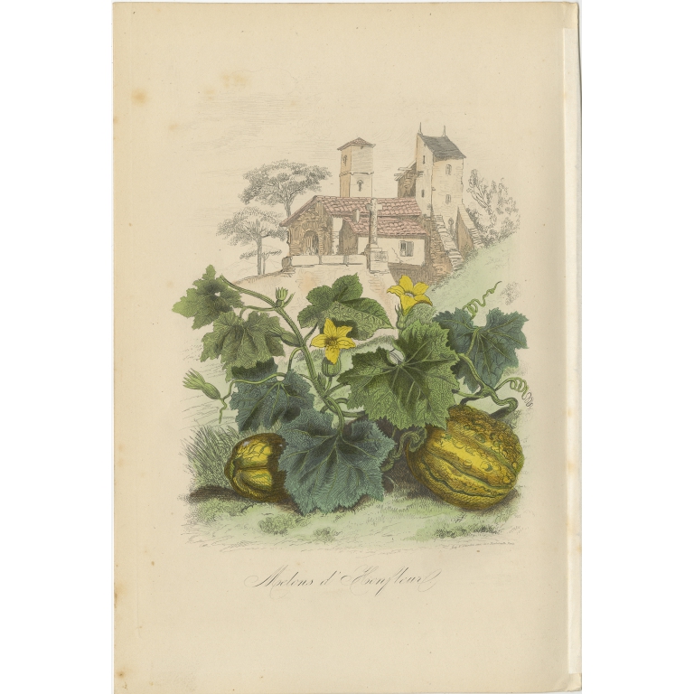 Antique Print of the Honfleur Melon by Comte (1854)