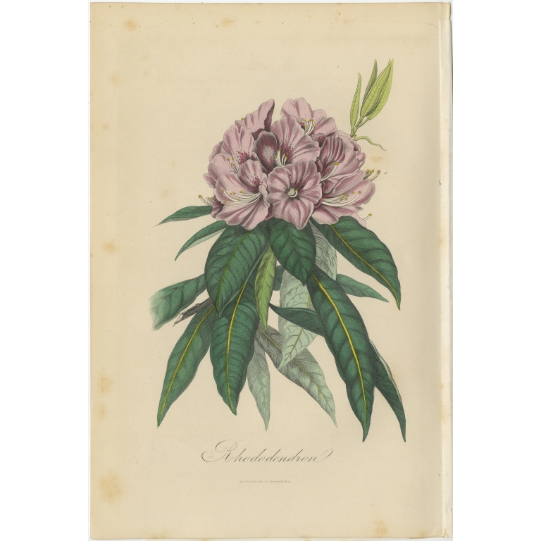 Antique Print of the Rhododendron by Comte (1854)