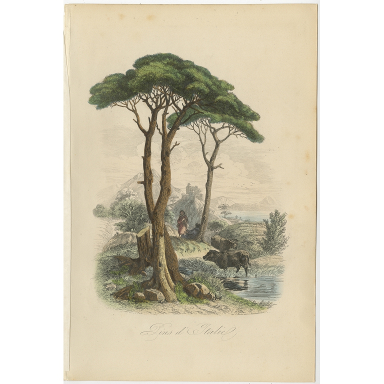 Antique Print of the Italian Stone Pine by Comte (1854)