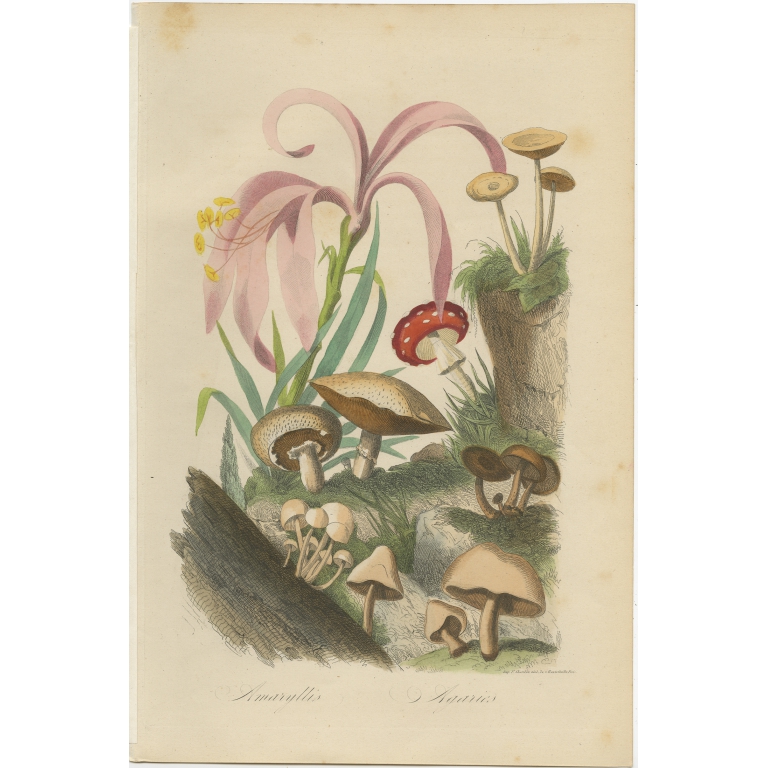 Antique Print of the Amaryllis and Agaric Mushroom by Comte (1854)