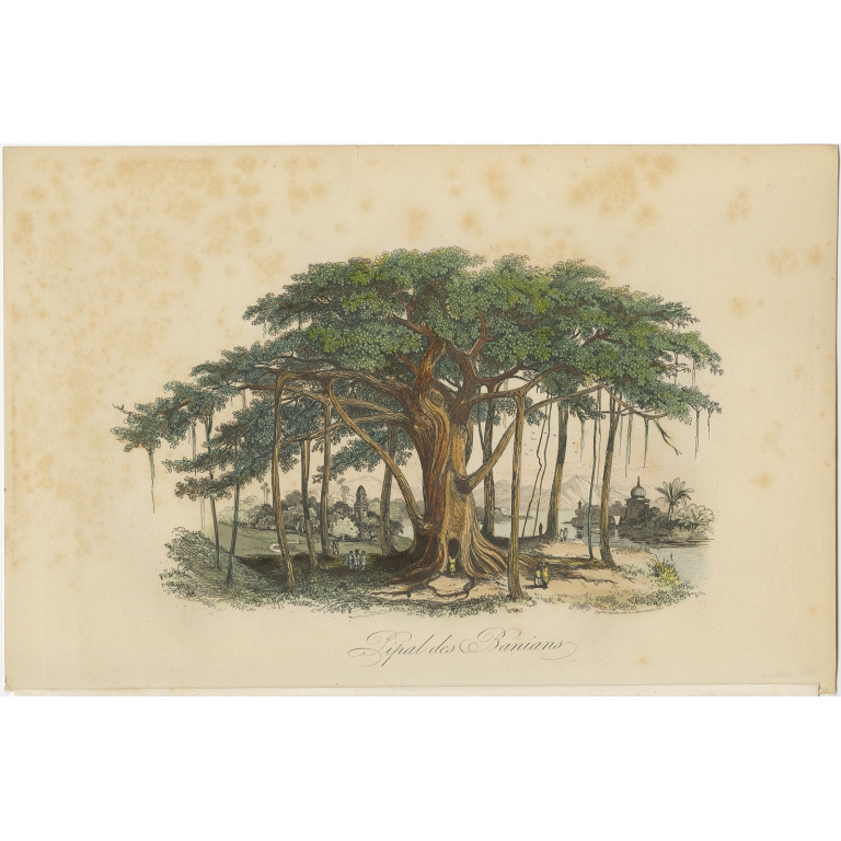 Antique Print of the Ficus Religiosa by Comte (1854)