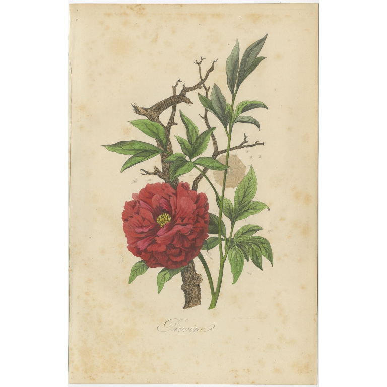 Antique Print of the Peony Flowering Plant by Comte (1854)