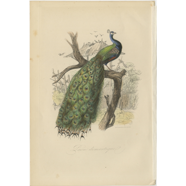 Antique Print of a Male Peacock by Comte (1854)