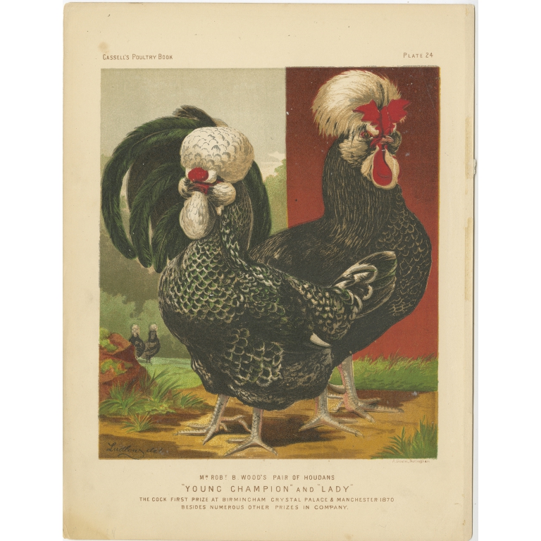 Antique Print of Houdan Chickens by Cassell (c.1880)