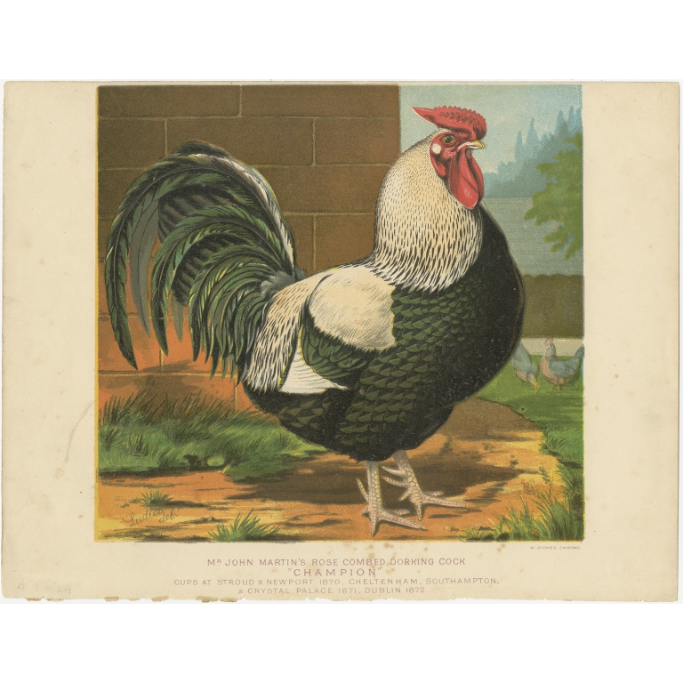 Antique Print of a Dorking Cock by Cassell (c.1880)