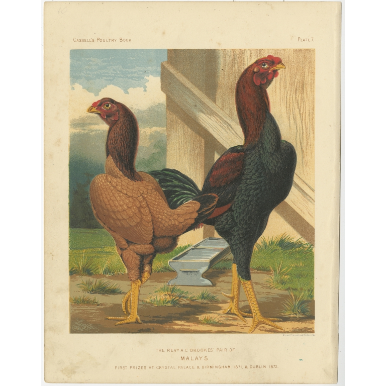 Antique Print of Malay Chicken by Cassell (c.1880)