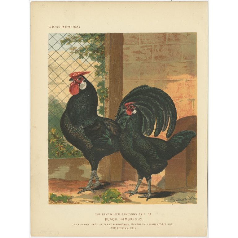 Antique Print of Hamburg Chicken by Cassell (c.1880)