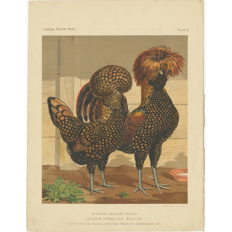 Antique Print of Golden Spangled Polish Chicken by Cassell (c.1880)