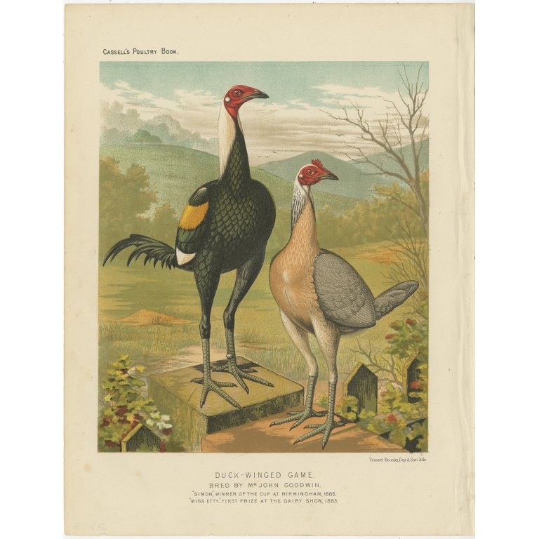 Antique Print of Duck Winged Game Fowl by Cassell (c.1880)
