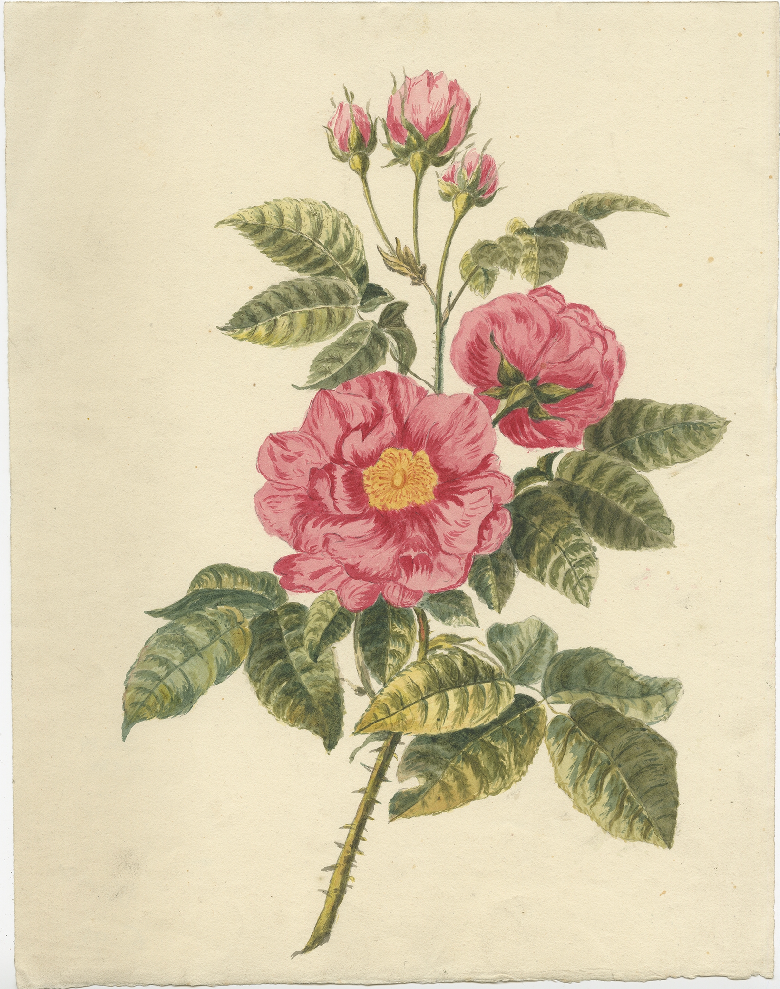 Antique Botany Print of Roses (c.1880)
