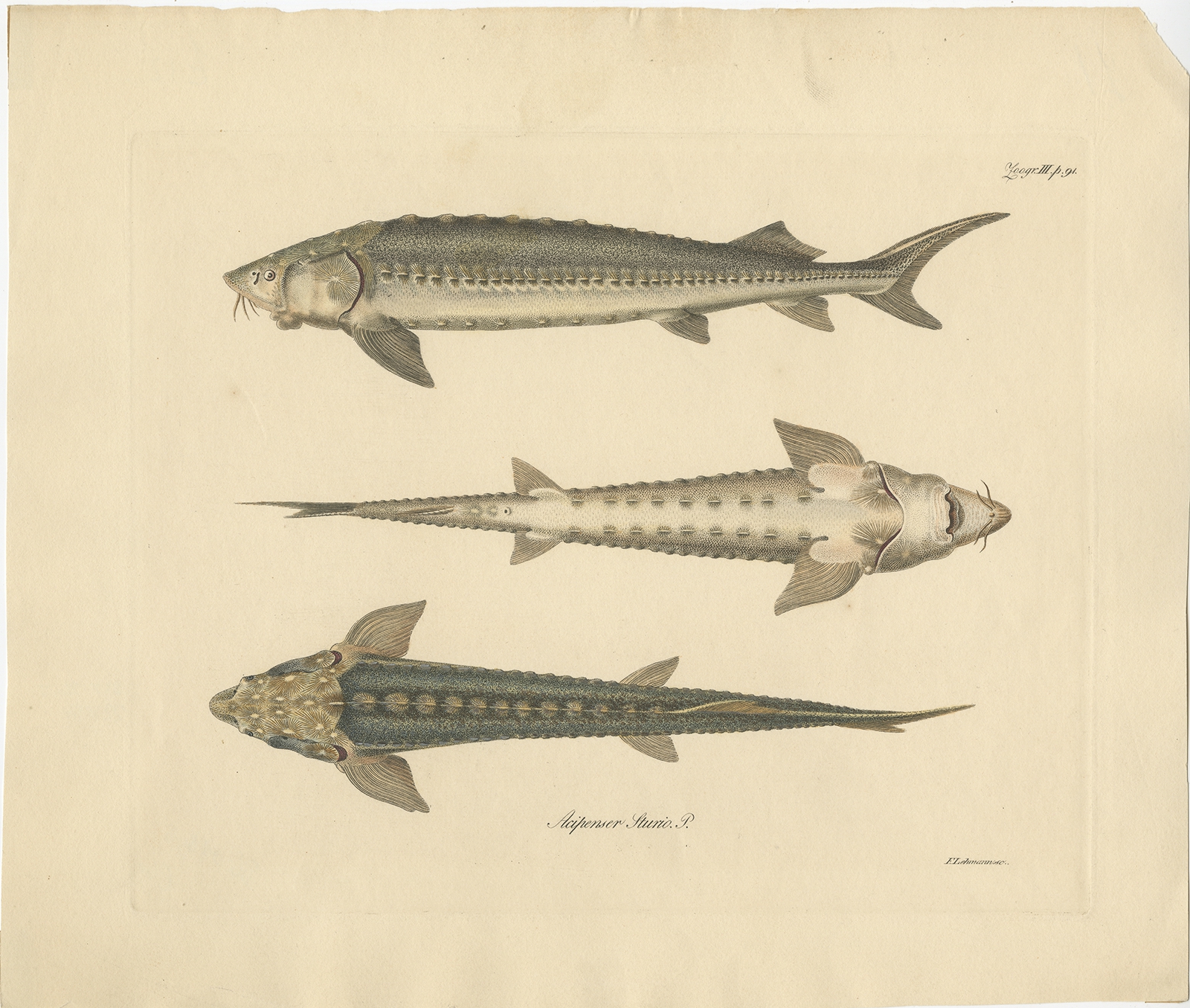 Antique Fish Print of the European Sea Sturgeon by Lehmann (c.1860)
