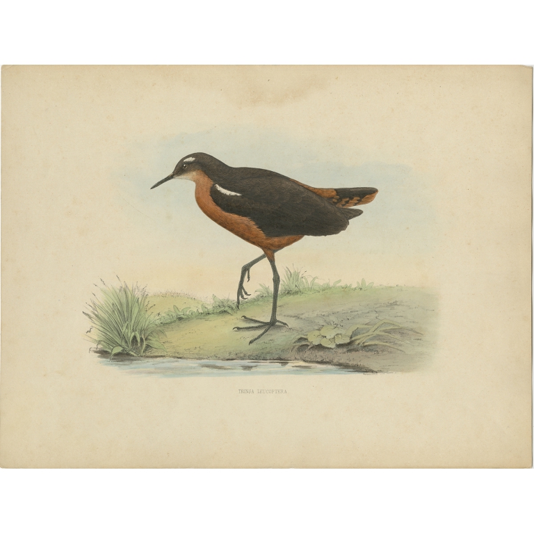 Antique Bird Print of the Tahiti Sandpiper by Westerman (1854)