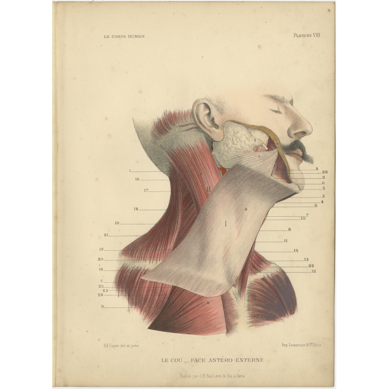 Antique Print of the Human Neck by Kuhff (1879)