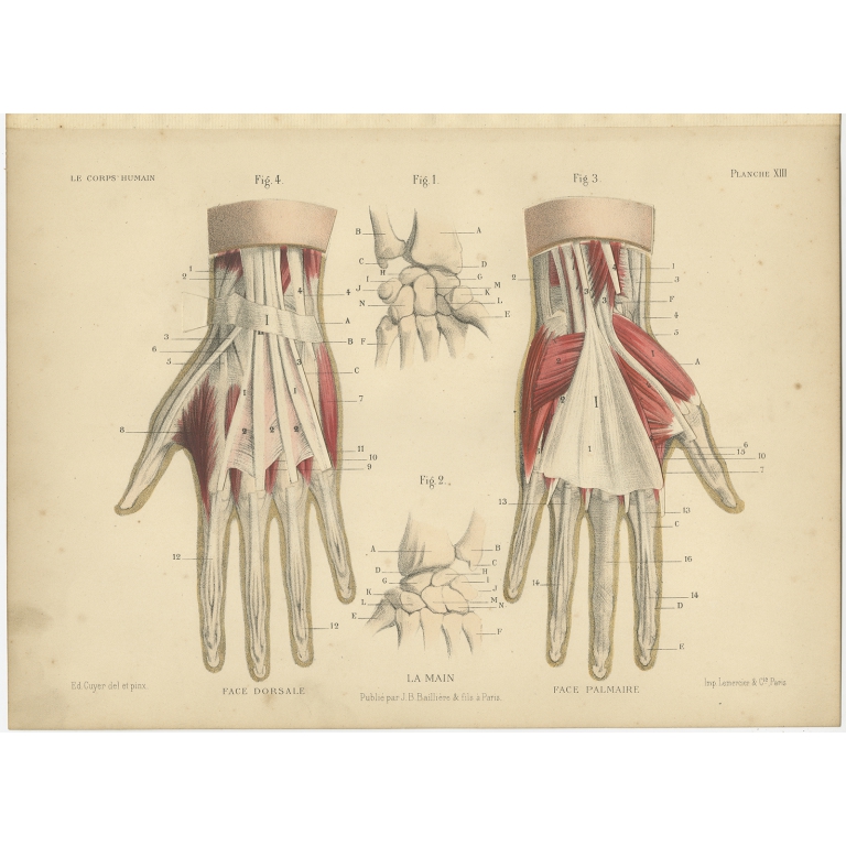 Antique Print of the Human Hand by Kuhff (1879)