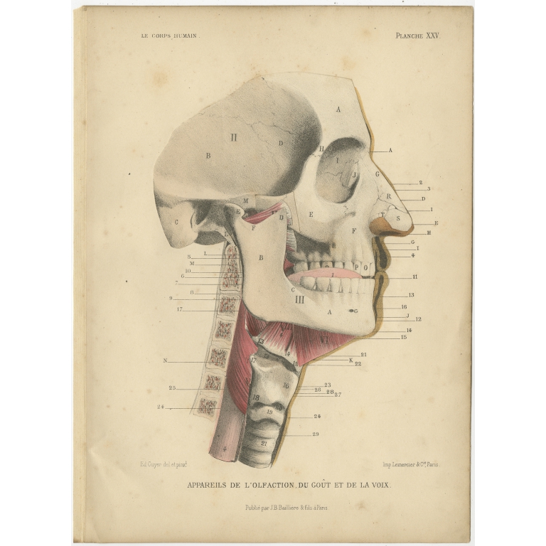 Antique Print of Human Senses by Kuhff (1879)