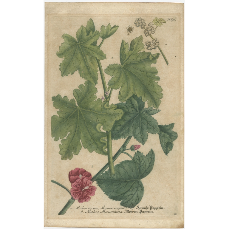 Pl. 696 Antique Botany Print of Cluster Mallow and Malva Sylvestris by Weinmann (1737)