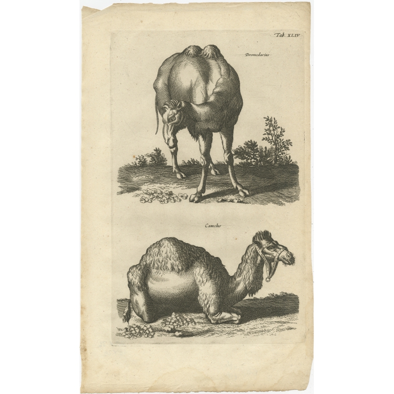 Pl. 42 Antique Print of a Camel and Dromedary by Merian (1657)