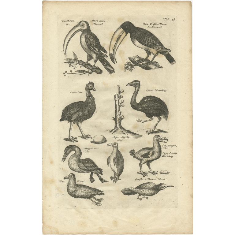 Pl. 56 Antique Print of various Birds by Merian (1657)