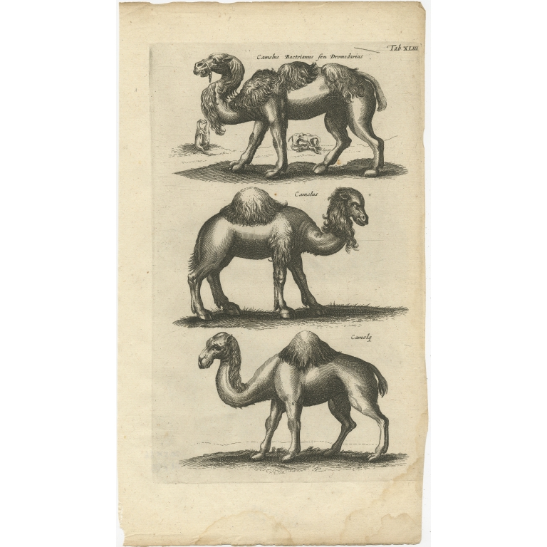 Pl. 43 Antique Print of a Camel and Dromedary by Merian (1657)