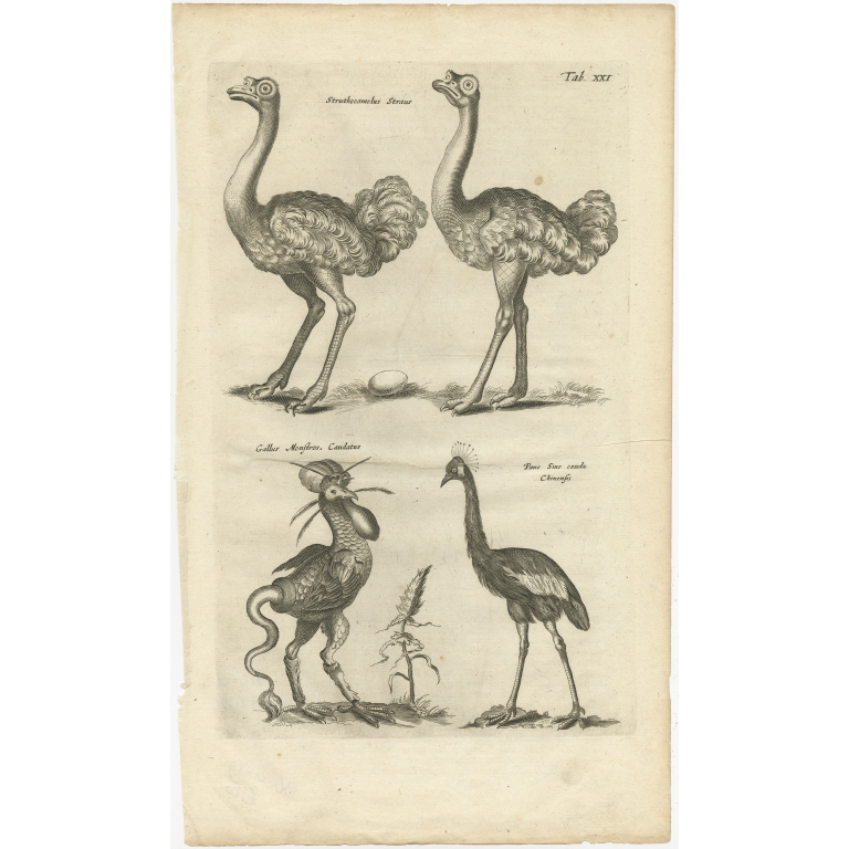 Pl. 21 Antique Print of various Birds by Merian (1657)