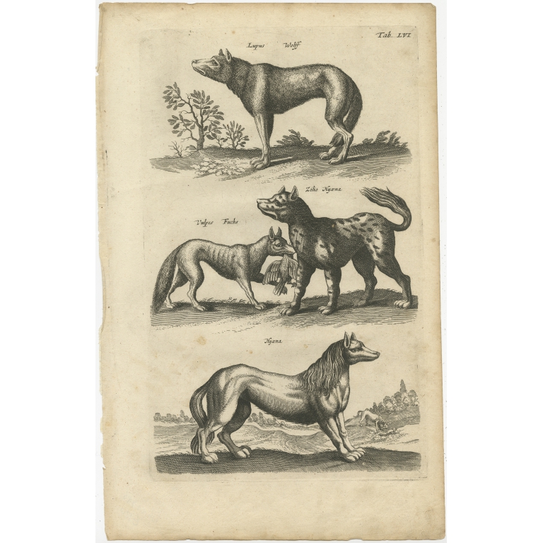 Pl. 56 Antique Print of various Animals by Merian (1657)
