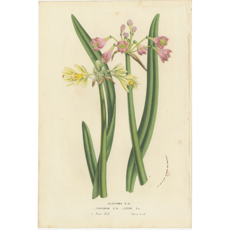 Antique Print of Purple and Yellow Wilcannia Lilies by Van Houtte (1856)