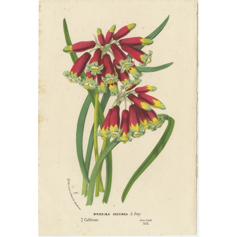 Antique Print of the Brodiaea Coccinea by Van Houtte (c.1880)