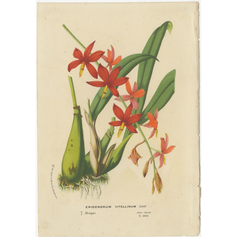 Antique Print of the Prosthechea Vitellina Orchid by Van Houtte (c.1880)