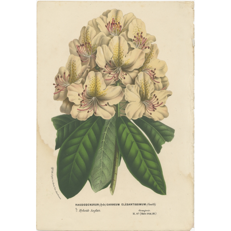 Antique Print of the Rhododendron Carneum by Van Houtte (c.1880)