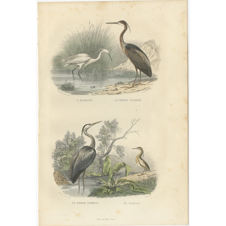 Antique Bird Print of the Egret, Purple Heron, Common Heron and Ardeola by Buffon (1839)