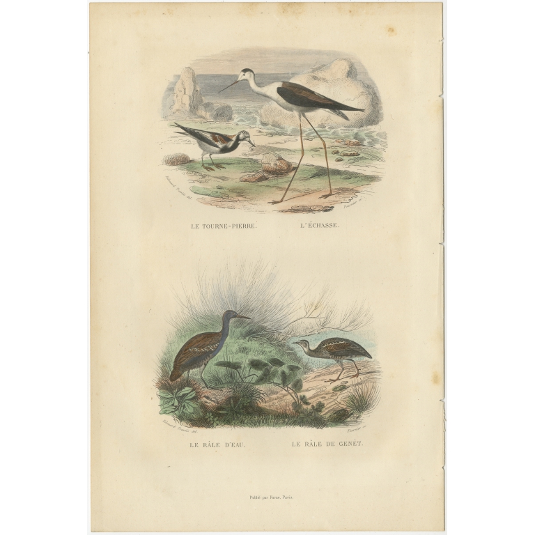 Antique Bird Print of the Turnstone, Stilt, Water Rail and Land Rail by Buffon (1839)