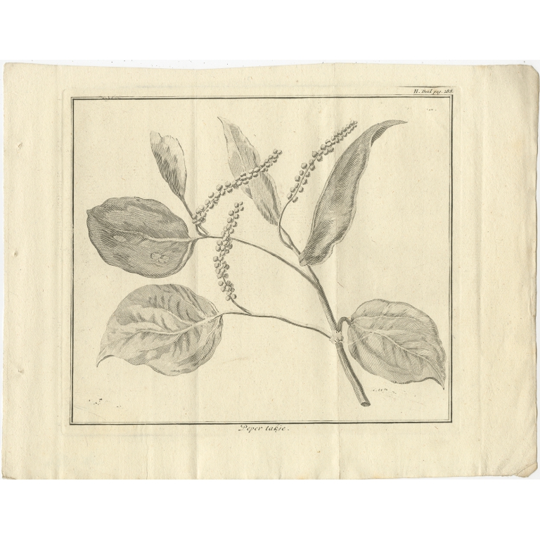 Antique Print of a Pepper Branch by Tirion (1739)