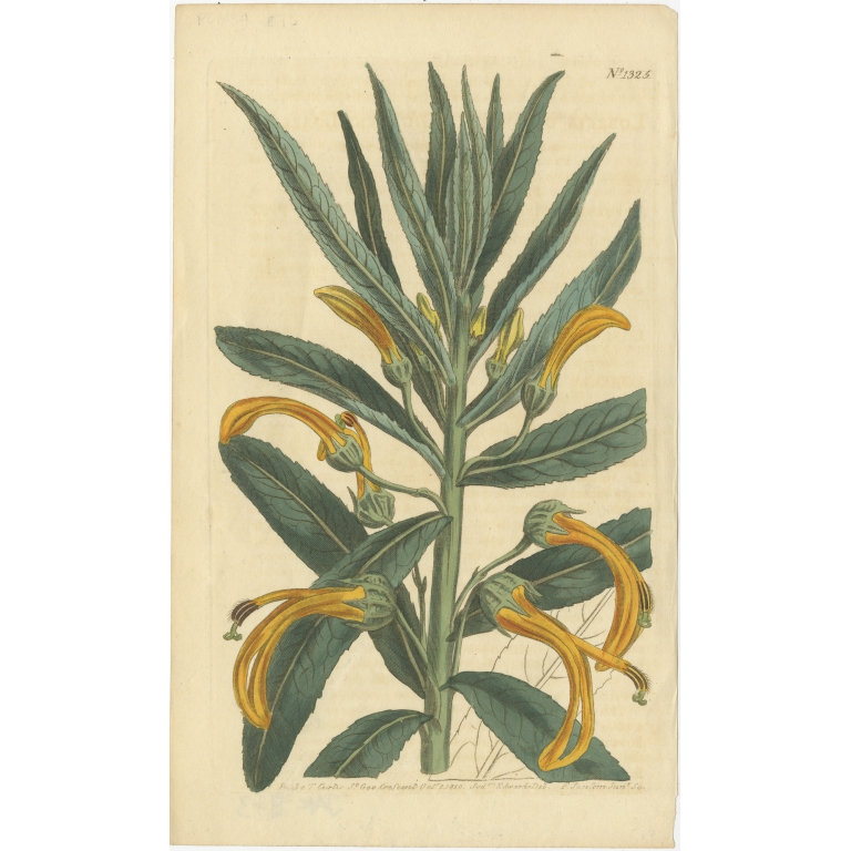 Antique Botany Print of Allium Cernuum by Curtis (1810)