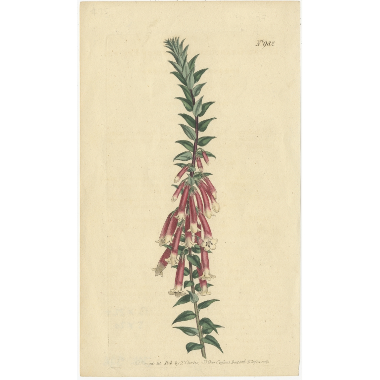 Antique Botany Print of Epacris Impressa by Curtis (1806)